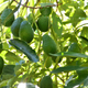 Classic California Hass Avocado Harvest – Creamy Texture, Handpicked & Farm Fresh (1 Box)