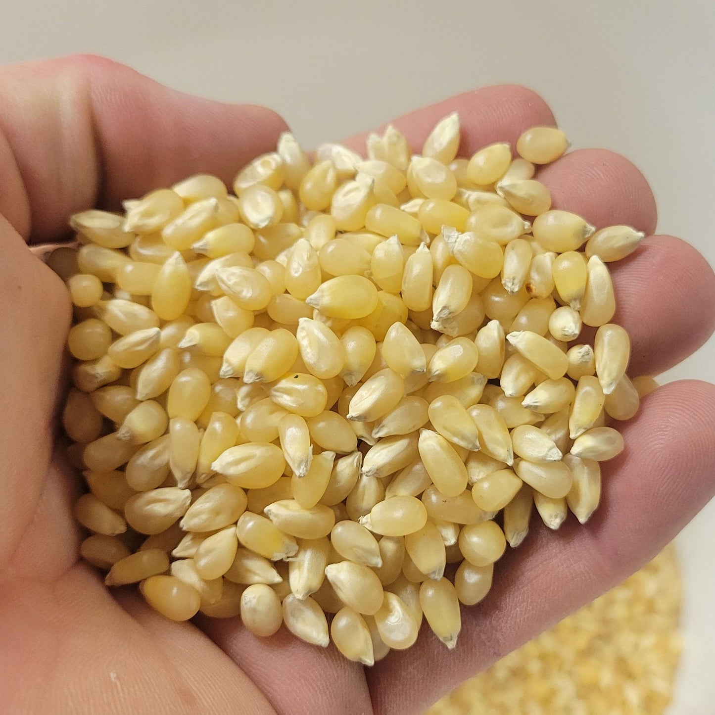 6lbs (Pack of 3 2lb) Bag Princeton Popcorn Baby White Popcorn Kernels