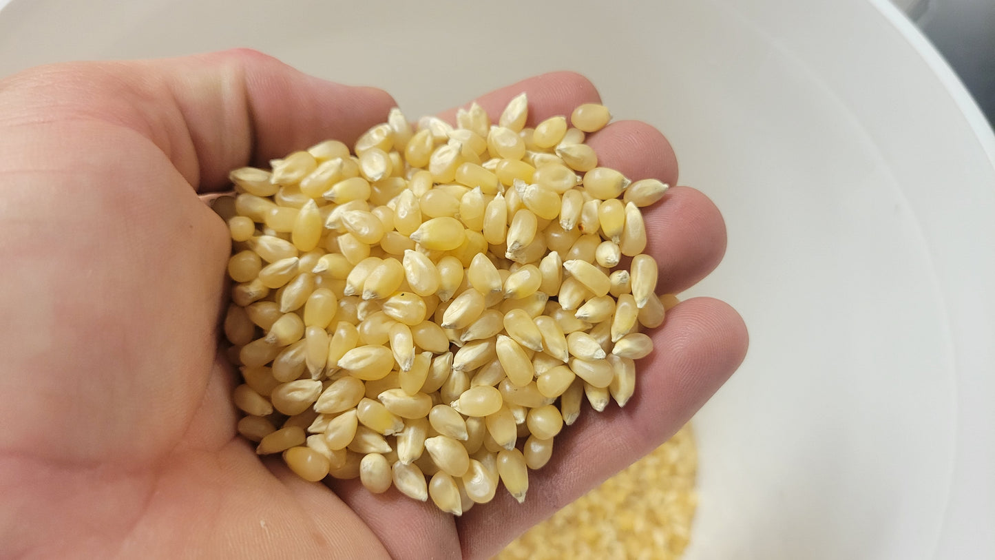 1lb Tub White Butterfly Hulless Popcorn Kernels