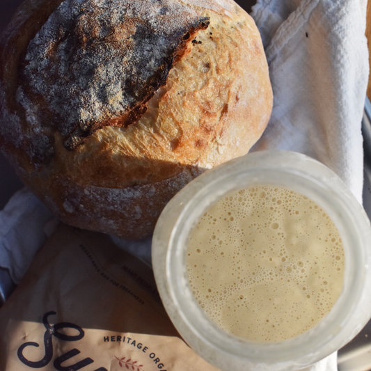 Heritage Whole Wheat Flour – Organic Turkey Red, Unifine Milled, Nutrient-Dense & 100% Whole Grain