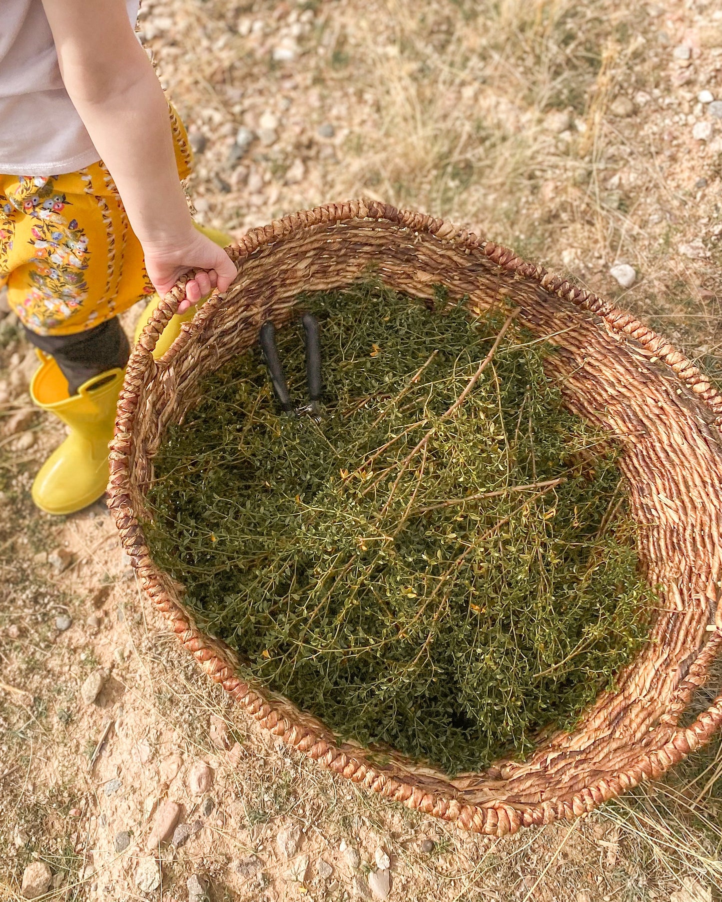 Desert Rain Salve – Herbal Healing Balm with Natural Oils – (Tin)