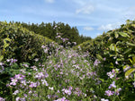 Wild Orchard