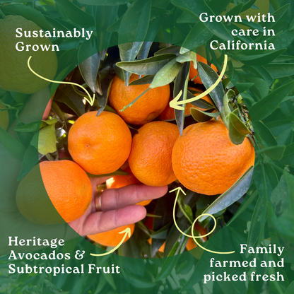 Clementine Box