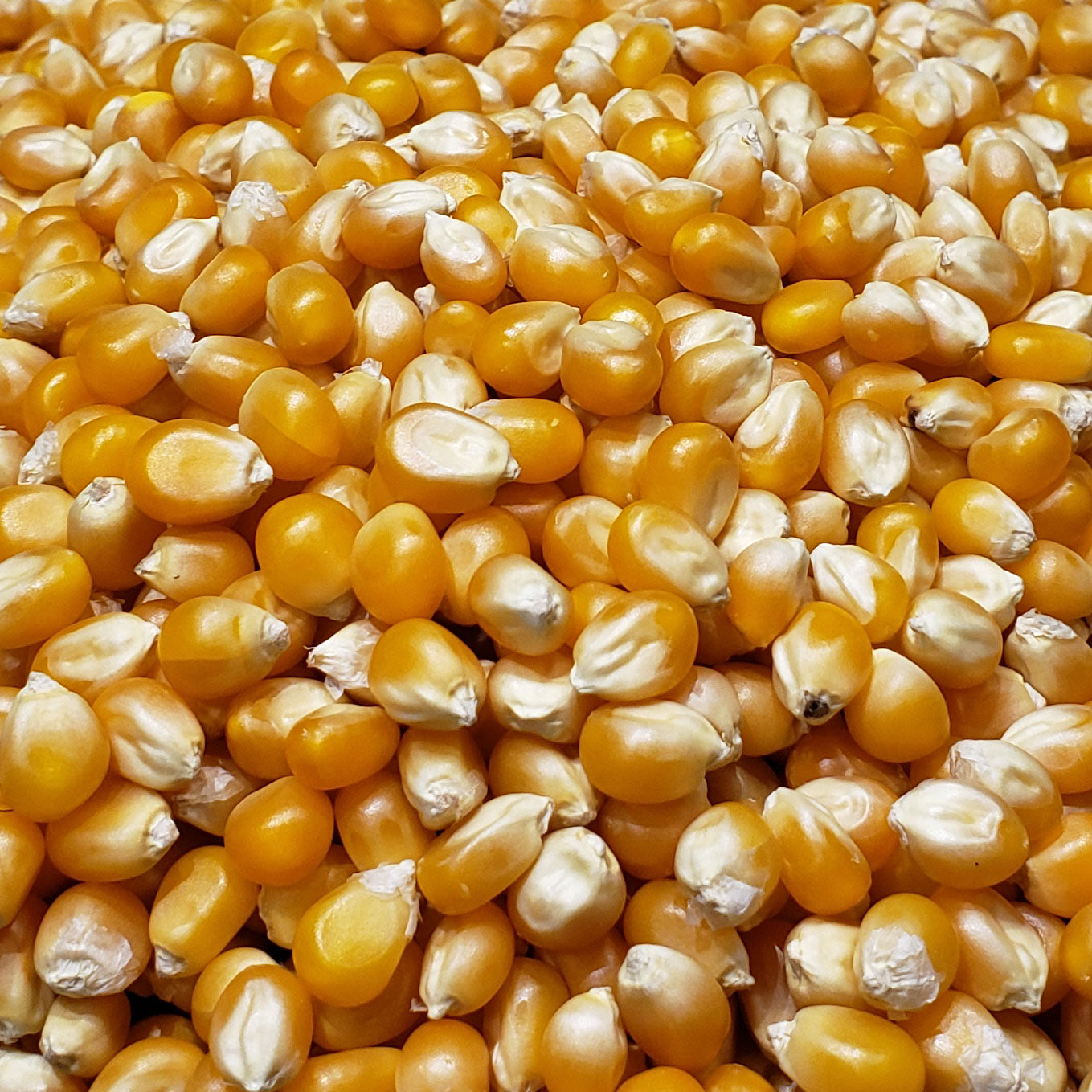 2lb Bag Mushroom Popcorn Kernels