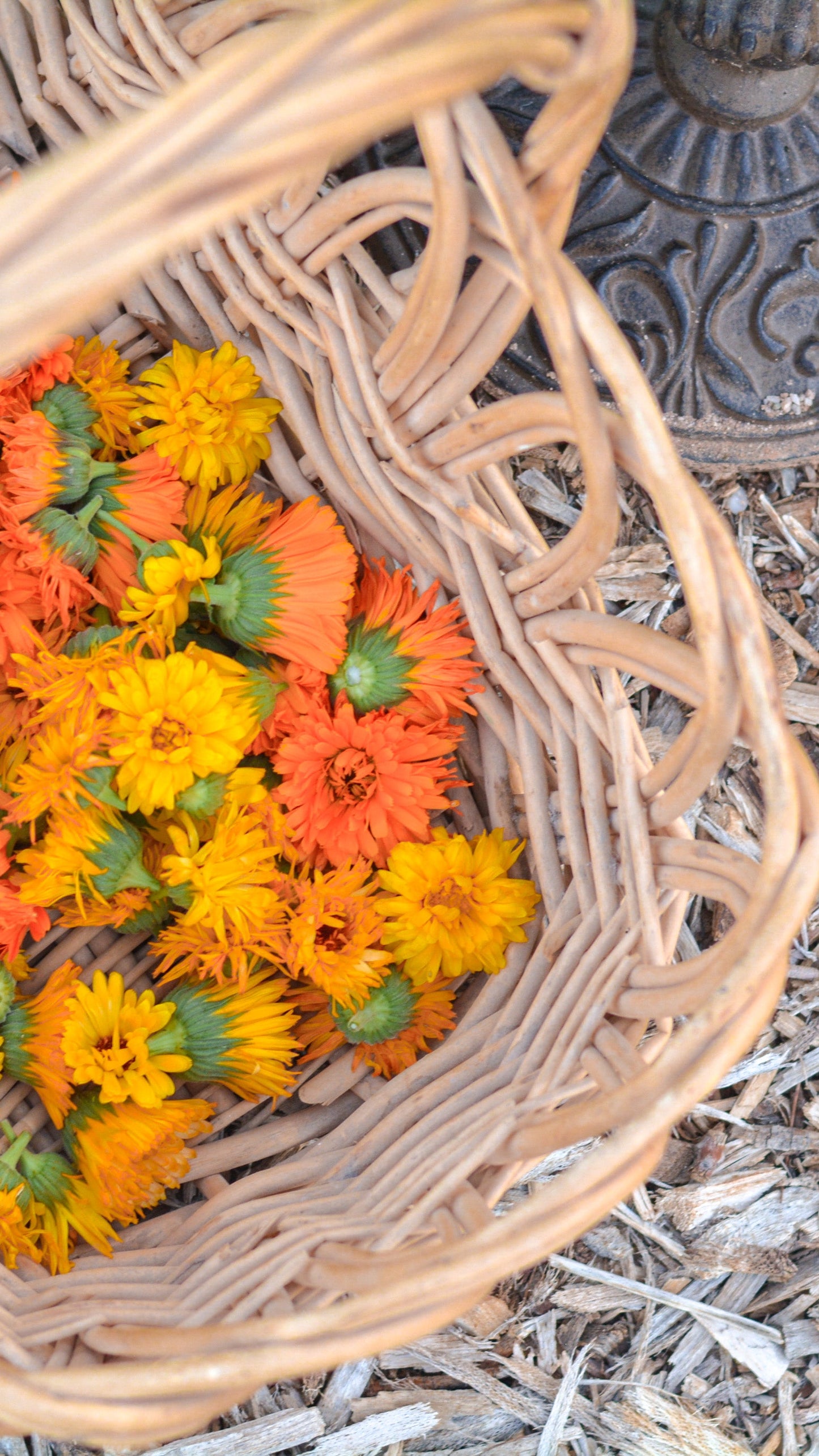 Calendula Salve – Healing Balm with Farm-Grown Calendula – (Tin)