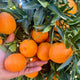 Clementine Box