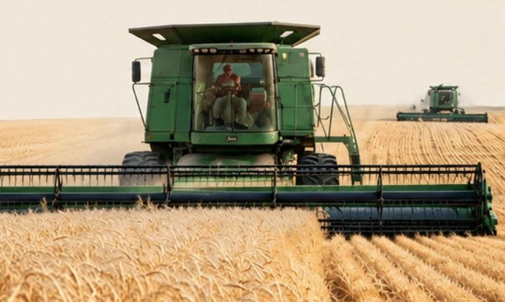 A combine harvesting a golden wheat field
